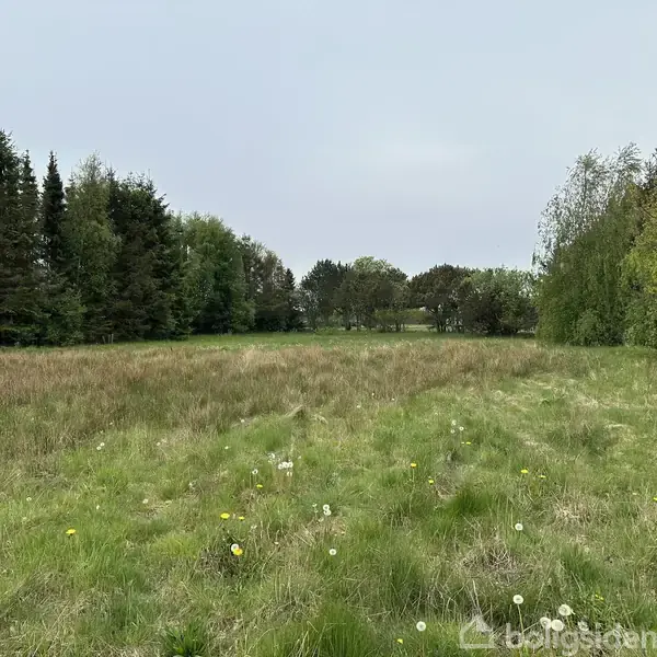 Græsmark med spredte blomster, omkranset af tætte træer, under en overskyet himmel.