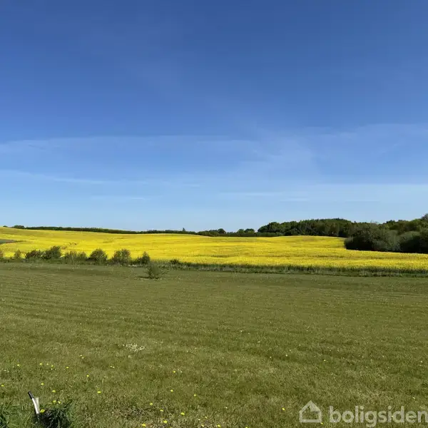 En gul rapsmark strækker sig ind i horisonten under en klar blå himmel, omgivet af grønne enge og skov i det fjerne.