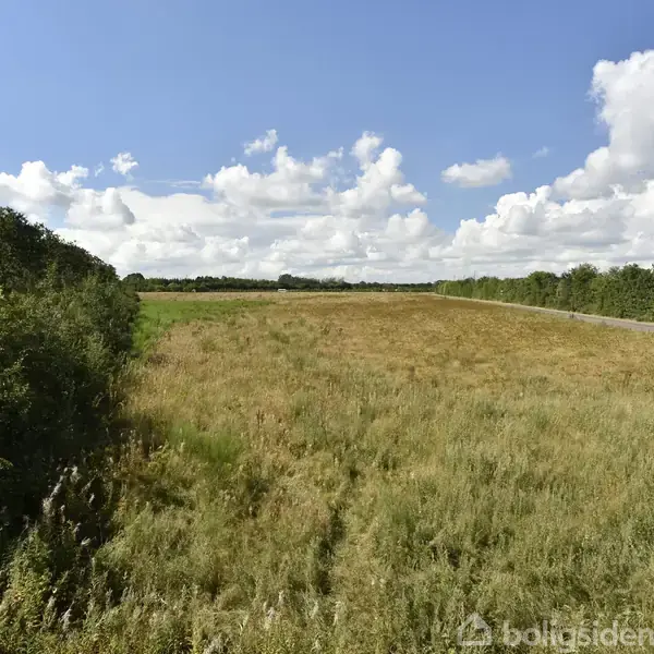 En bil kører langs en vej ved siden af en stor mark med højt græs. Himlen er blå med spredte, hvide skyer.
