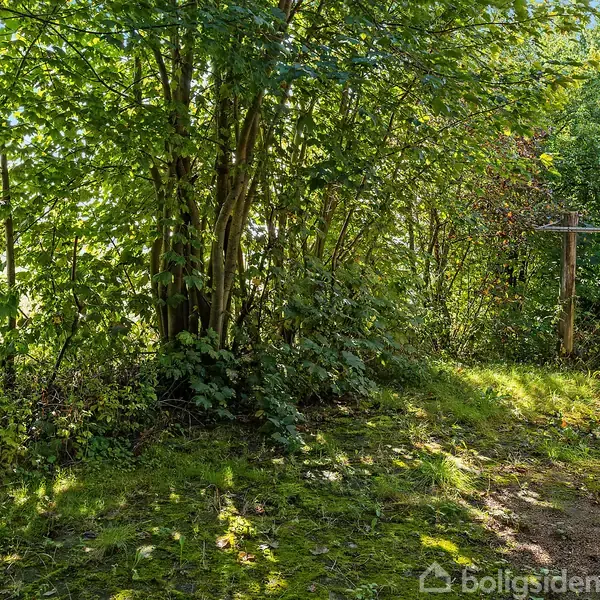 Træer står tæt i en solbelyst have med en mosdækket grund. Til højre ses et hus med en mur.