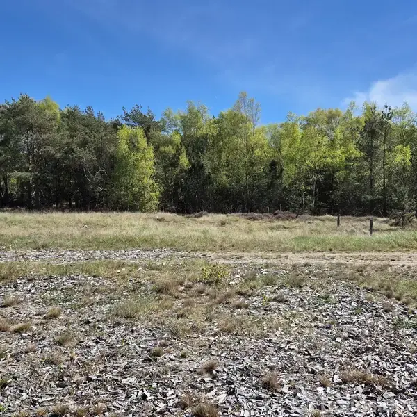 Et åbent stykke land dækket af småsten, omgivet af en række træer under en klar blå himmel. Ingen tekst er til stede.