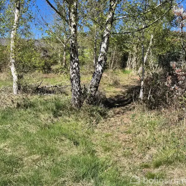 Græsareal med spredte birketræer voksende i en skovklædt sti, omgivet af tæt vegetation og klar blå himmel. Der er ingen synlig tekst.