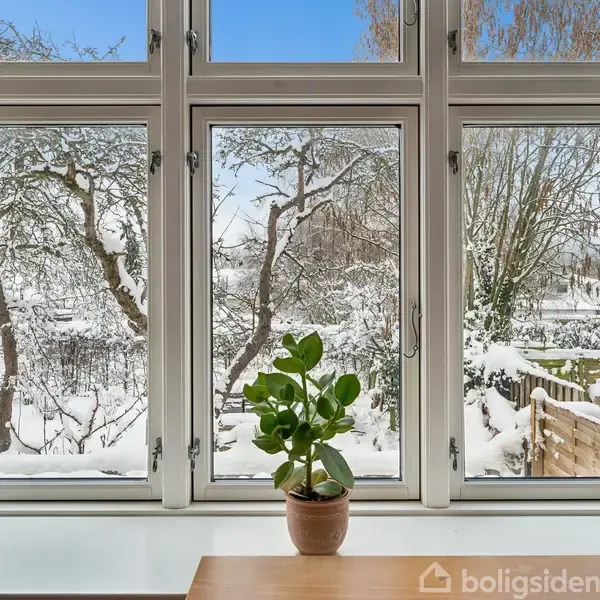 En grøn plante står i en potte på en vindueskarm. Udenfor viser vinduet et snedækket landskab med træer og en blå himmel.