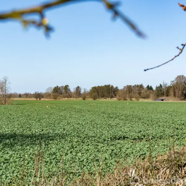 En frodig grøn mark strækker sig ud i det fjerne, omkranset af træer i baggrunden under en klar, blå himmel. Forgrunden viser enkelte nøgne grene.