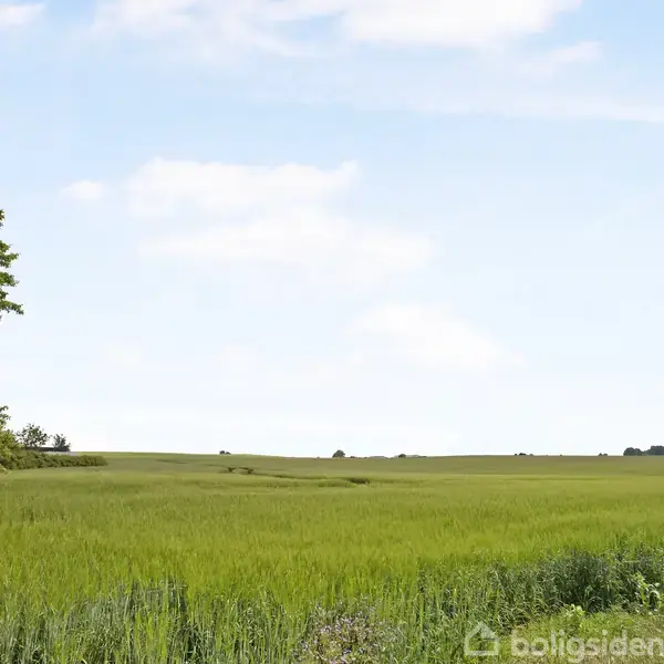 Grønne marker strækker sig ud under en klar, blå himmel. Et træ står til venstre, mens åbent land ses i horisonten. Landligt og roligt landskab.