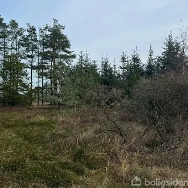 Tæt stedsegrøn skov med fyrretræer, omgivet af vildtvoksende buske og græs, under en klar himmel. Træerne står tæt sammen, hvilket giver et naturligt, uberørt indtryk.