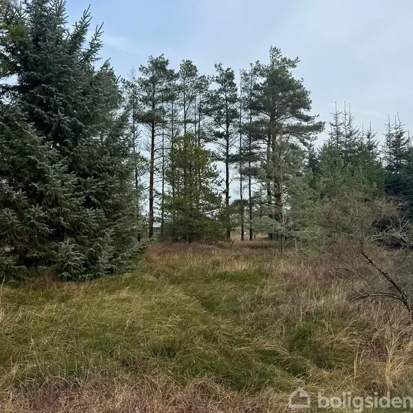 En klynge af nåletræer står i en skovomgivelse med tørt græs omkring dem. Himlen er overskyet, og der er sparsom undervegetation.