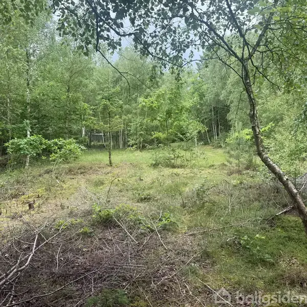 Skovområde med spredte træer og buske, lidt græs dækker ujævne jorden. Grønt løv dominerer, og sollys trænger delvist igennem. Vådt, naturligt miljø med ingen synlig dyreaktivitet.