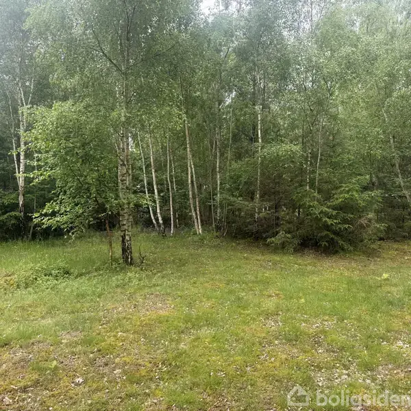 En række træer står stille i en skov med grønne blade og blødt græs i forgrunden. Ingen synlig tekst er fundet i billedet.