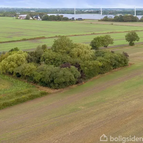 En gruppe træer står tæt samlet midt i et åbent landskab. Omkring dem ses flade marker og fjerne huse nær en stor flod eller sø i baggrunden.