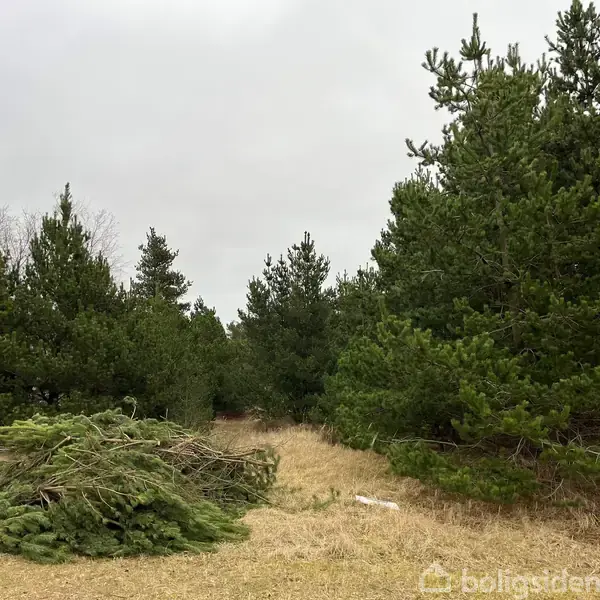 Grenbunke ligger på tør jord omgivet af fyrretræer i en skovlignende omgivelse under en overskyet himmel.