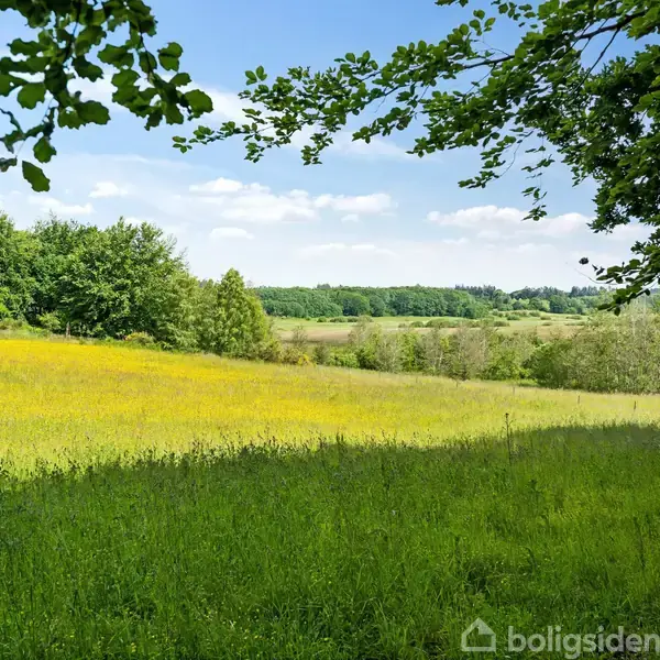 En grøn mark med gule vilde blomster strækker sig mod horisonten, mens skovområder omkranser landskabet under en blå, let skyet himmel.