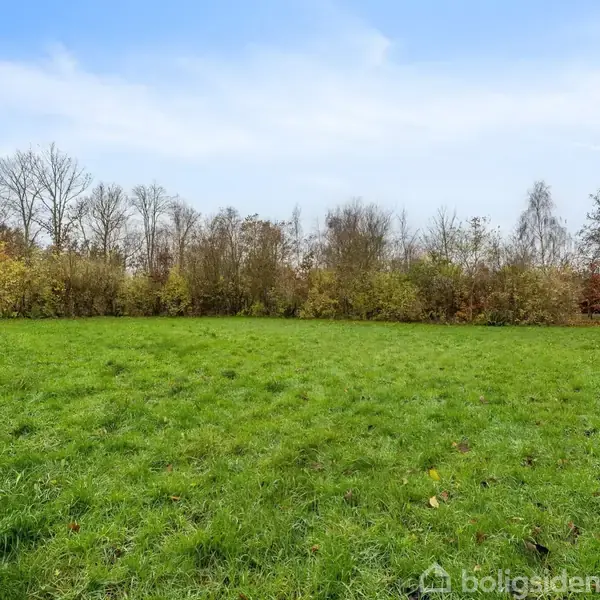 Græsplæne ligger ubenyttet omgivet af træer i et åbent, naturligt landskab under en klar blå himmel. Intet tekst findes i billedet.