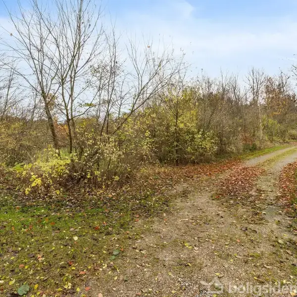 Grusvej snoer sig gennem et landskab med nøgne træer på begge sider. Jorden er dækket af efterårsblade, og himlen er overskyet.