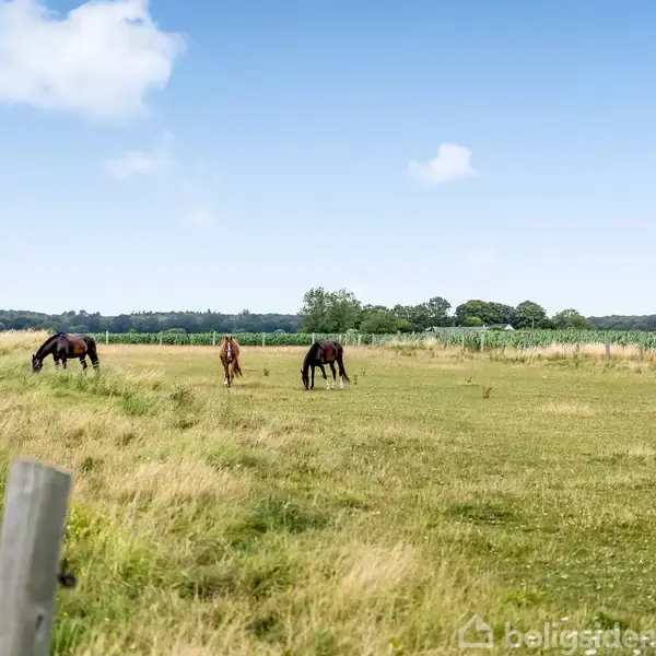 Tre heste græsser på en stor, frodig eng omgivet af et lavt hegn. I baggrunden ses træer og skov mod en blå himmel med få skyer.