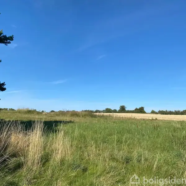 Et grønt felt strækker sig mod horisonten under en klar blå himmel. Træer rammer det åbne landskab i venstre side, skaber en naturlig grænse.