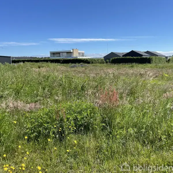 En åben mark med højt græs og vilde blomster står stille under en klar blå himmel. I baggrunden ses huse og en række buske.