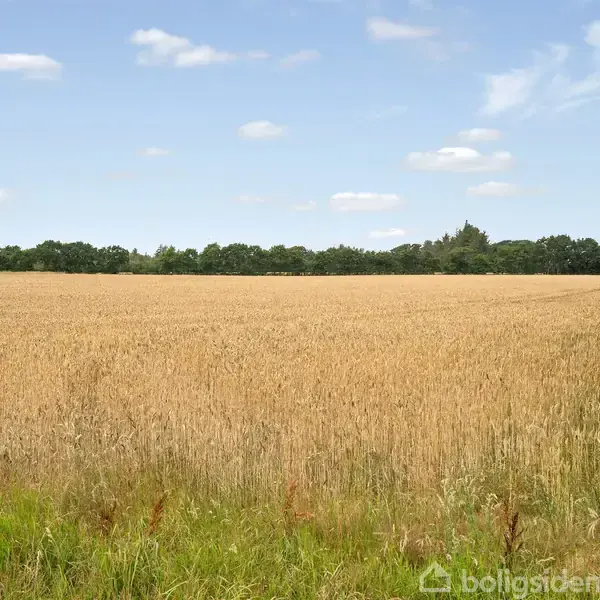 Et gyldent kornfelt står stille under en klar, blå himmel. Træer danner en grøn horisontlinje i baggrunden og krattet i forgrunden rammer scenen ind.