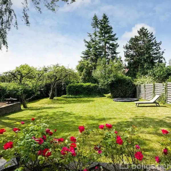 Græsplæne med blomstrende røde roser. Liggestol og trampolin i baggrunden. Omgivet af træer og hegn under en blå himmel.