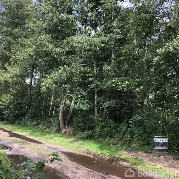 En skovkant med høje træer er ved siden af en grussti med vandpytter. Et skilt til venstre viser teksten: "TIL SALG," efterfulgt af kontaktinformation.