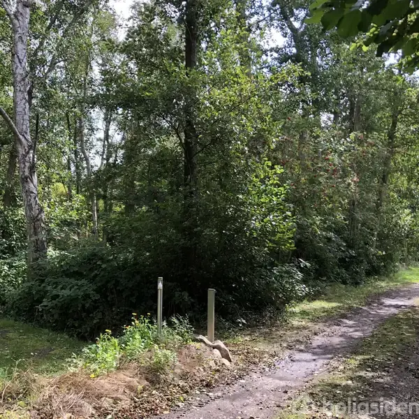 Sti omgivet af høje træer og tæt vegetation, strækker sig gennem en skov. Lyspletter falder gennem trækronerne og skaber en fredfyldt atmosfære. Ingen tekst er tilstede.