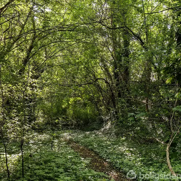 Smal sti snor sig gennem tæt skov, omgivet af frodig vegetation og høje træer, der filtrerer sollyset og skaber et skyggefuldt miljø. Ingen tekst er synlig.
