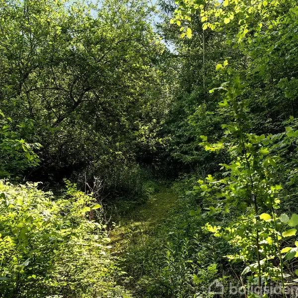 Sti snor sig gennem tæt bevoksning af frodige, grønne buske og træer, der filtrerer sollyset, i en skov. Trækronerne danner en nærmest lukket passage over stien.