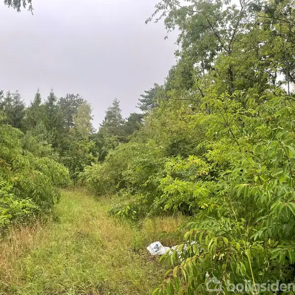 Sti omkranset af tæt, grøn vegetation i en skov med en overskyet himmel. Et hvidt objekt ligger på jorden til højre.