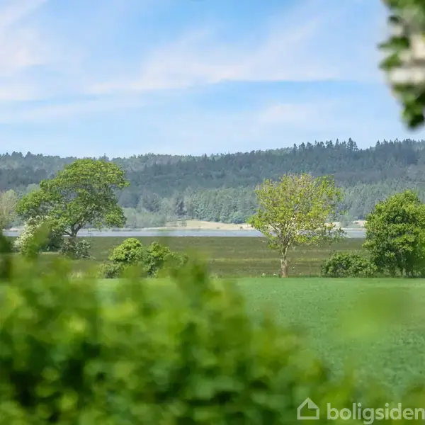 Grønne træer står stille i en frodig landlig setting, med en sø i baggrunden og en skovklædt horisont under en klar blå himmel.