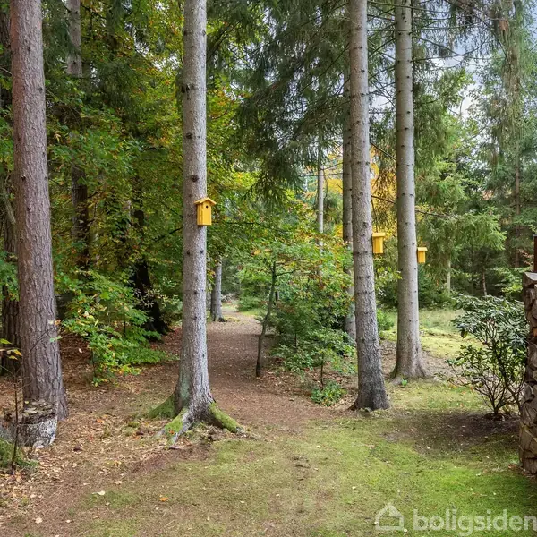 Træer med gule fuglekasser er opstillet i en skovrig have. Til højre ses en stabel af brænde. Omkring er der grønt græs og forskellige buske i et naturligt miljø.