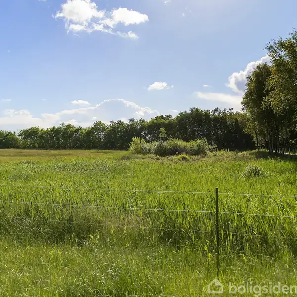 En eng med højt græs står stille, omkranset af en skov og lette skyer på en blå himmel. En indhegning grænser op til området.