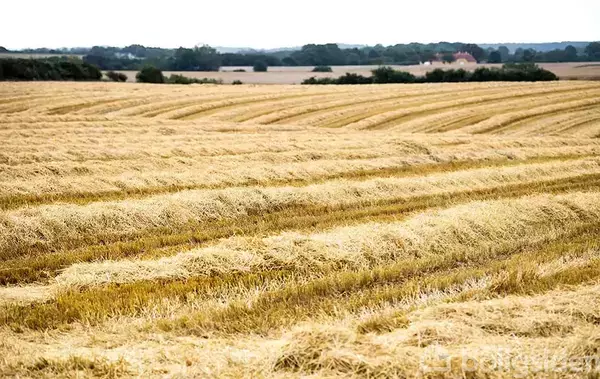 Gyldne marker ligger nyhøstet, og halmstrå er organiseret i lange rækker. Omkring markerne ses skovklædte områder og en lys himmel i baggrunden.