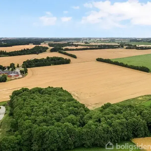 En stor mark med gyldent korn strækker sig ud i landskabet. Omkring marken er der grønne træer og en lille sø. I baggrunden ses flere åbne marker og spredte bygninger.