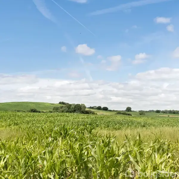Grønt markområde strækker sig med græs og afgrøder, omgivet af lave bakker under en blå himmel med spredte skyer. Luftstriber ses i himlen som tegn på forbipasserende fly.