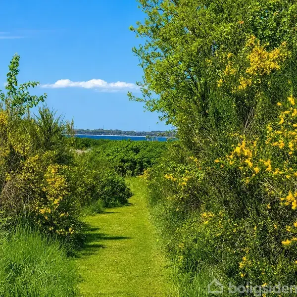 Sti med grøn bevoksning og gule blomster går gennem en frodig have mod en fjern udsigt over havet under en blå himmel.
