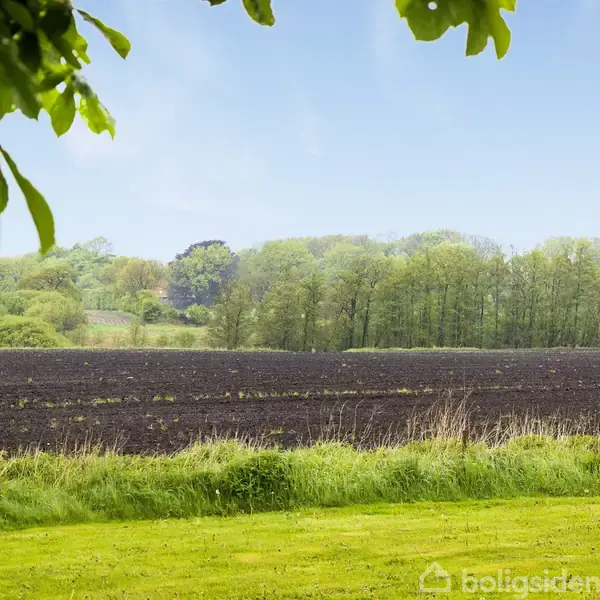 Et åbent, dyrket markområde omgivet af grønne træer under en klar, blå himmel. Forrest i billedet er der en græsplæne og en enkelt trægren i øverste venstre hjørne.