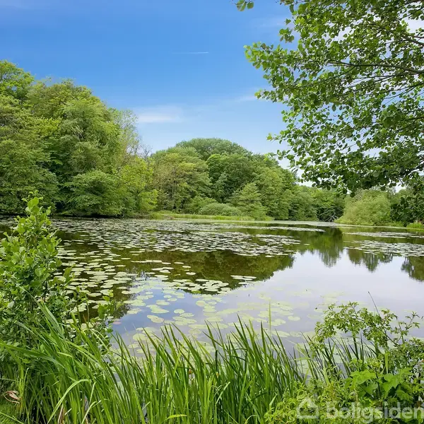 En sø med åkander ligger stille omgivet af frodig skov. Græs og buske vokser tæt ved vandkanten under en klar blå himmel.