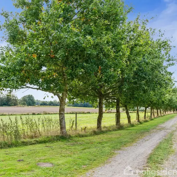 Række af træer står langs en grusvej, der strækker sig gennem et grønt landskab, med marker og en klar blå himmel i baggrunden.