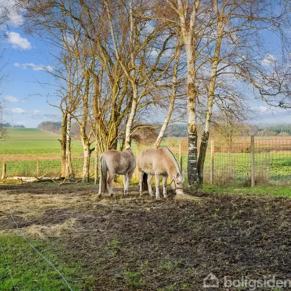To æsler græsser i en indhegnet mark omgivet af birketræer. De åbne marker strækker sig i baggrunden under en blå himmel med lette skyer.