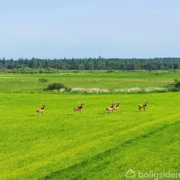 Flere hjorte står stille på en stor, grøn eng. De er omgivet af åbne marker og en skov i baggrunden under en klar, blå himmel.