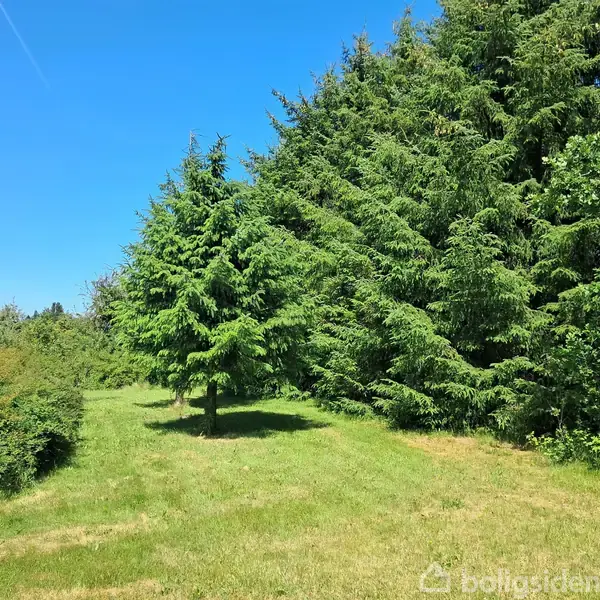 Træ i solen står på en grønt græsplæne, omgivet af frodig skov med en klar blå himmel over.