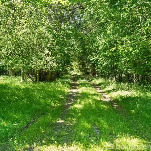 En grussti snor sig gennem en frodig, grøn skov, hvor sollys filtrerer ned gennem træernes blade. Stien er omgivet af tæt bevoksning af høje græsser og buske.